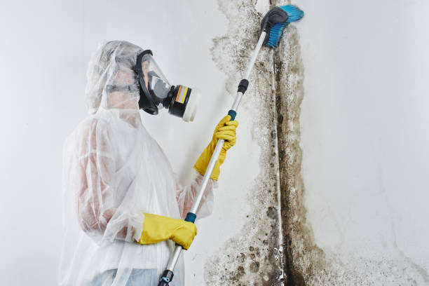 Best Attic Mold Remediation in Stockton, CA