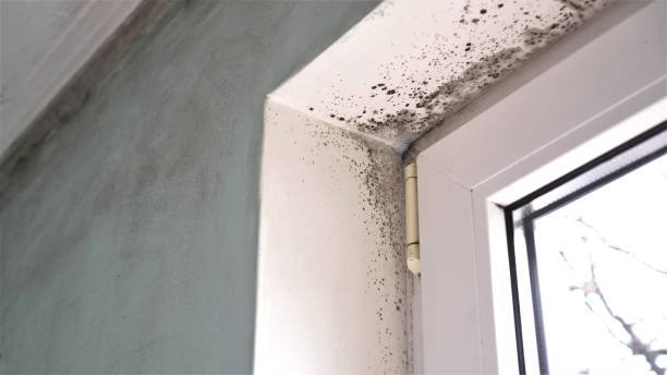 Stockton, CA Mold Remediation Company