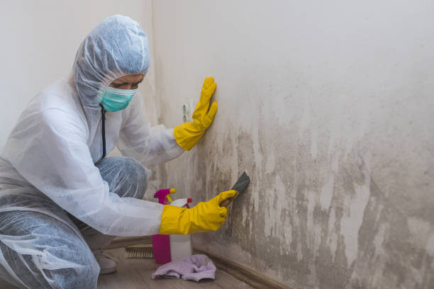 Best Black Mold Remediation in Stockton, CA