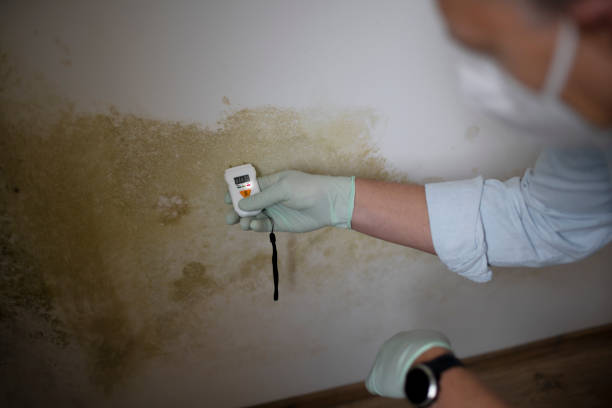 Best Residential Mold Remediation in Stockton, CA