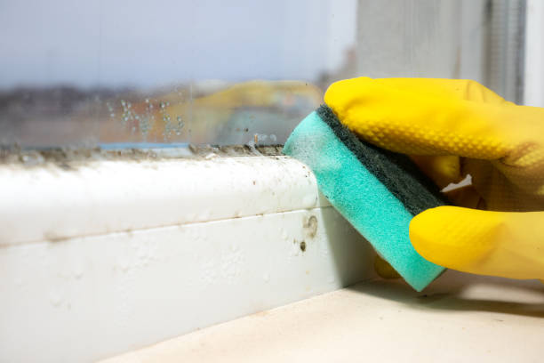 Best Post-Flood Mold Remediation in Stockton, CA