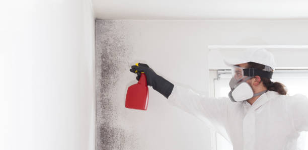 Best Basement Mold Remediation in Stockton, CA