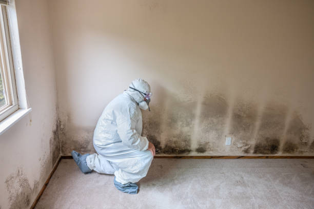 Best Commercial Mold Remediation in Stockton, CA