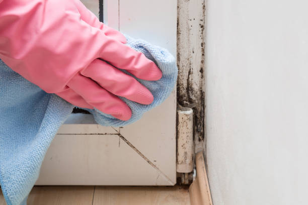 Best Industrial Mold Remediation in Stockton, CA